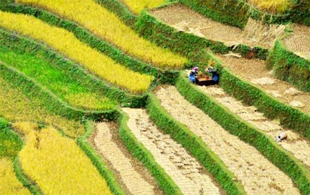 Vào mùa, người dân thu hoạch lúa ngay tại chân ruộng