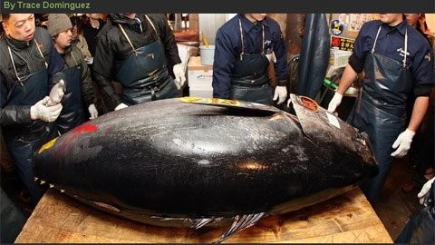 Một con cá ngừ khổng lồ đã được bán với giá kỷ lục 396.000 USD trong cuộc đấu giá đầu tiên của năm tại chợ cá lớn nhất thế giới ở Tokyo. Con cá này nặng tới 342 kg, bị ngư dân bắt được ở ngoài khơi đảo Hokkaido. Người dân địa phương cho biết, một miếng cá ngừ sống hảo hạng để ăn sashimi có giá lên tới 40 USD. Cuối cùng, hai nhà hàng sushi ở Nhật và Hồng Kong đã chia nhau mua lại con cá này.