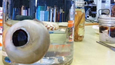 Con mắt của loại mực khổng lồ với đường kính lên tới 10 inch này (tương đương với một chiếc đĩa ăn) đang được bảo quản trong phòng thí nghiệm để phục vụ mục đích nghiên cứu.