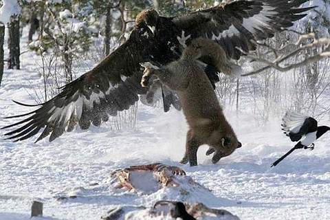 Con chó rừng bị đại bàng bắt khi đang di chuyển trên tuyết tại Mỹ. Ảnh: BNPS.