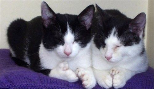 Fred (trái) và Ned (phải) hiện đang được chăm sóc trong Trung tâm bảo trợ mèo tại Gosport, Hampshire (Anh)
