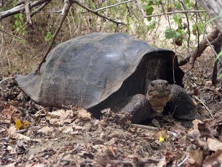 Một cá thể rùa khổng lồ C.Becki ở Galapagos được cho là “hậu duệ của rùa Chelonoidis elephantopus. Ảnh: Internet.