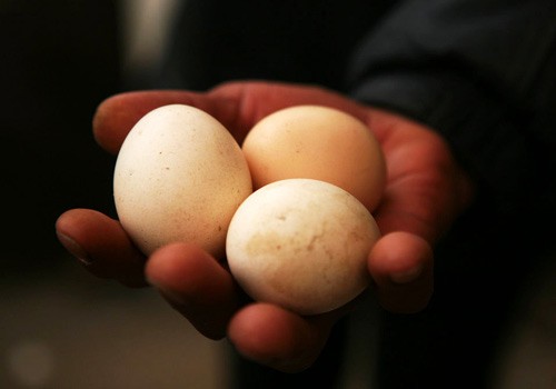 Chú gà trống biết đẻ trứng tại An Huy, Trung Quốc