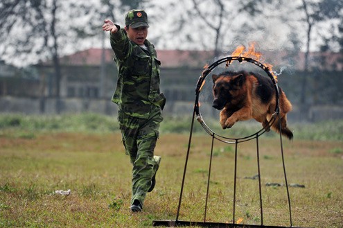 "Chó nghiệp vụ cần được thường xuyên tập luyện bởi nếu không sẽ bị quên, mất tính chiến đấu", đại tá Thùy tiết lộ.