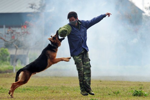 Một người lính đóng vai quân xanh (tội phạm) tập để cho chó tấn công cắn vào tay mình.