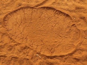 Dấu chân voi phát hiện ở UAE. (Nguồn: Getty Images)