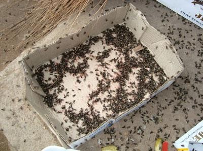 Loài ruồi nhà thường gặp có tên khoa học là Musca domestica, sống rất gần gũi với loài người trên toàn thế giới. Chúng thường được tìm thấy ở những khu dân cư hoặc súc vật sinh sống, nơi có nhiều thực phẩm và chất thải.