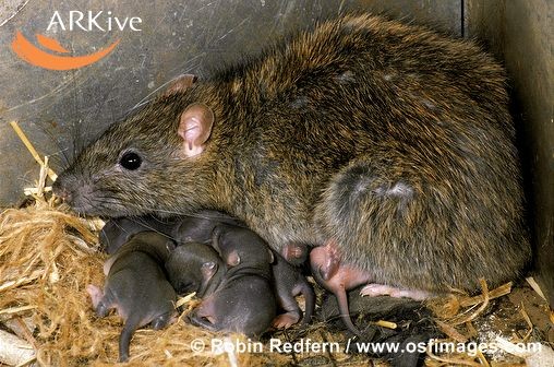 Chuột là loài sinh sôi nảy nở hết sức nhanh chóng. Một đôi chuột cống sau một năm có thể sinh ra một đàn con, cháu, chắt đông đến 800 con, sau 3 năm nếu không bị hạn chế sẽ có thể sinh ra 20 triệu con.