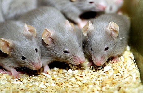Có thể dùng các loại thuốc hóa học để tiêu diệt chuột như bả chuột. Tuy nhiên đây là biện pháp nguy hiểm đối với các gia súc, vật nuôi trong gia đình khi nó ăn phải chuột chết vì bả.