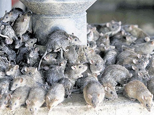 Chuột vừa là loài trực tiếp vừa là con vật trung gian gây ra các bệnh truyền nhiễm ảnh hưởng nghiêm trọng đến sức khỏe con người và có thể dãn đến tử vong.