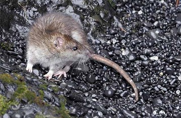Chuột gây nên bệnh gạo sán gan: ký sinh trùng ở chuột là trung gian tạo ra loài sán dây gây nên bệnh này.