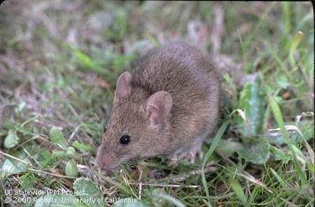 Bị chuột cắn không chỉ đau, vết thương dễ bị nhiễm khuẩn, mà còn có thể mắc một số bệnh nguy hiểm, đáng chú ý là bệnh dại và bệnh sodoku…