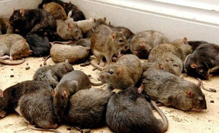 Để hạn chế tác hại về kinh tế cũng như sự lây lan dịch bệnh từ chuột sang người chúng ta có nhiều cách để phòng tránh