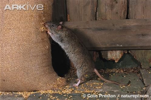 Dùng phương pháp thủ công để tiêu diệt chuột như đào, đổ nước để bắt chuột