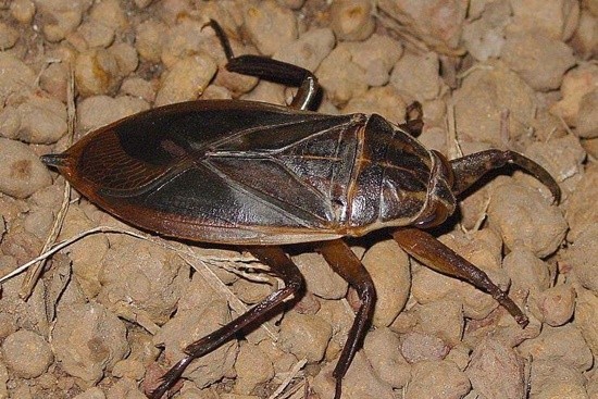 Bọ cánh cứng khổng lồ: Những con bọ cánh cứng thường được chiên hoặc nướng lên để trở thành 1 món ăn khoái khẩu của nhiều người.