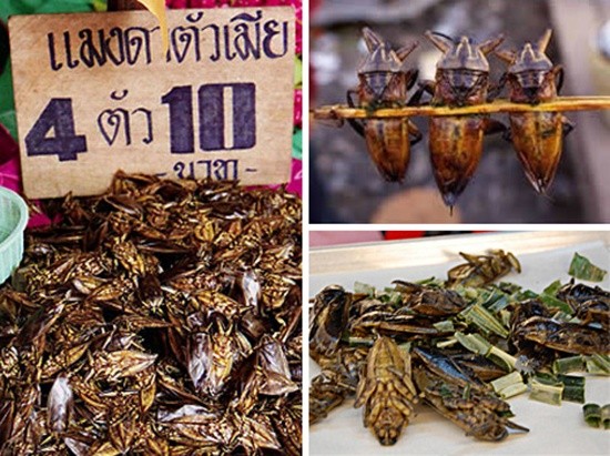 Người ta cho rằng nó có mùi vị giống như là sò điệp. Món ăn này rất phổ biến tại Thái Lan, nơi mà trong tự nhiên có rất nhiều bọ cánh cứng.
