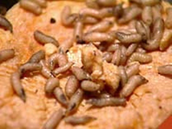Món Casu Marzu: Loại pho mát này được làm từ sữa cừu, và điều đặc biệt của nó là nó bị phá hoại bởi các loài ấu trùng bay. Người ta cho rằng những ấu trùng bay này sẽ kích thích qua trình lên men của pho mát và giúp cho pho mát ngon hơn.