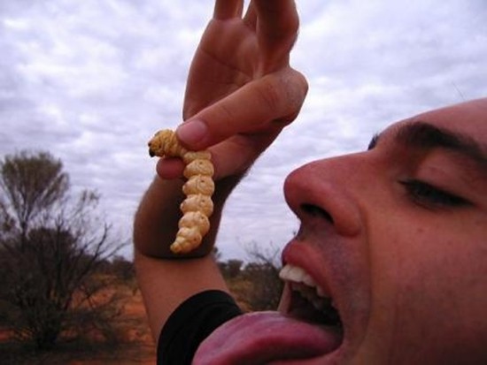 Món sâu bướm này là một trong những đặc sản của những người thổ dân Úc, và nó cũng được coi là một trong những nguồn cung cấp protein dồi dào.