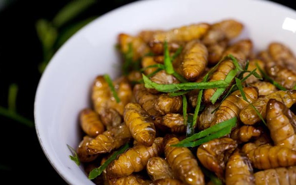 Nhộng tằm: Đây là món ăn rất phổ biến ở Việt Nam và các nước khu vực Đông, Nam Á. Nhộng tằm ở Việt Nam thường được người sử dụng chiên khô rồi ăn.