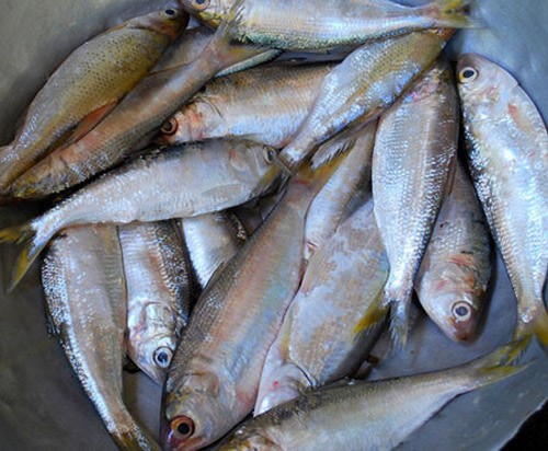 13. Cá mòi: Cá mòi cũng là thức ăn cung cấp cho bạn lượng canxi đáng kể. Một lon cá mòi đóng hộp chứa 191calo và 351mg canxi. Đây là loại thức ăn rất ngon miệng, thỉnh thoảng bạn nên có trong thực đơn gia đình.