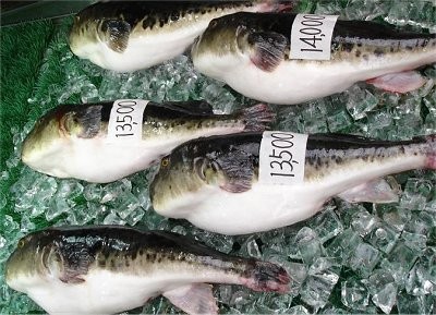 Chính vì điều này, ở Nhật Bản, chỉ có những cửa hàng được cấp giấy phép mới có quyền bán cá Fugu. Tuy nhiên, sản phẩm cá Fugu chế biến sẵn vẫn được tìm thấy trong các cửa hàng tạp phẩm và cửa hàng trực tuyến. Chinh vì vậy, khi mua sản phẩm cá Fugu bạn phải hết sức thận trọng, tránh những nguy hại không đáng có. Ảnh howtocookfish.info