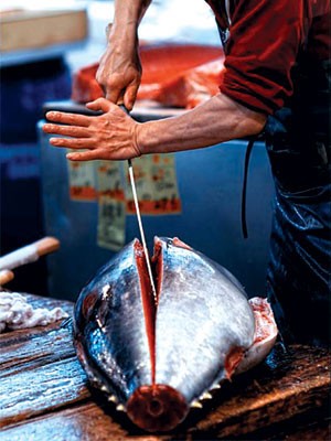 Cá ngừ: Năm 2001, các nhà khoa học đã cảnh báo về hàm lượng thủy ngân có trong cá ngừ và cảnh báo trẻ em cũng như phụ nữ có thai cần hạn chế sử dụng loại cá này.