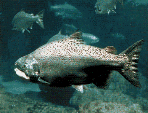 Cá hồi nuôi nông nghiệp thường ăn phải những chất độc hại từ đó và nguy hơn hơn độc hại gấp 3 lần so với loại cá hồi thông thường.