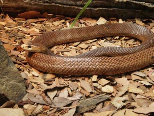 Rắn taipan: Rắn taipan là một loài rắn cực-kỳ-độc, chúng sống ở Australia, nọc nó độc hơn nọc rắn hổ mang tới 191 lần. Taipan thường cắn rất nhanh và nạn nhân chết chỉ trong vài phút.