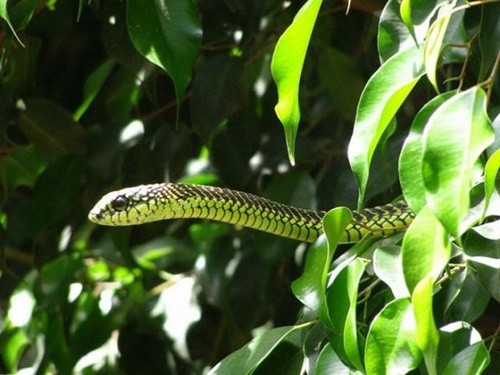 Rắn lục đuôi đỏ: Rắn lục đuôi đỏ thuộc họ rắn lục là một trong các loài rắn có nọc độc mà mức độ độc của nó chỉ đứng sau loài rắn hổ mang chúa.