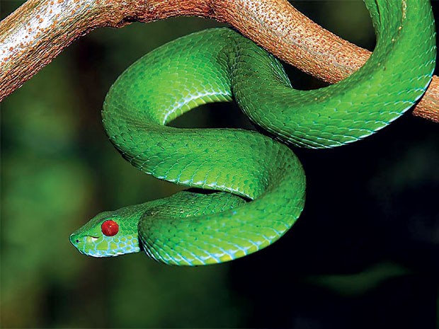Rắn lục mắt đỏ Trimeresurus stejneger: Đây là loài rắn di chuyển chậm chạp, lặng lẽ trong bóng đêm ở các khu rừng, nhưng nọc độc của loài rắn này có thể giết chết bất cứ loài động vật nào lớn hơn nó gấp nhiều lần kể cả con người. Loại rắn này phân bố rải rác khắp vùng miền ở Việt Nam.