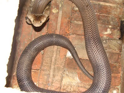 Cách 1: Khi bị rắn cắn có thể lấy khoảng 20 ngọn rau răm, giã nát, vắt lấy nước cốt uống, bã còn lại dùng đắp vào chỗ rắn cắn để hút nọc độc của rắn.