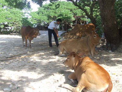 Đàn bò trên đảo Song Tử Tây.
