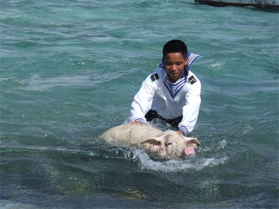 Tắm cho lợn bằng nước biển, cách tiết kiệm nước ngọt của bộ đội Trường Sa.
