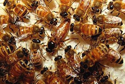Một người bị ong đốt có những biểu hiện như: sốc phản vệ là phản ứng nặng của cơ thể nạn nhân xảy ra không phụ thuộc số lượng ong đốt, thay đổi từ nhẹ tới nặng và tử vong. Hầu hết trường hợp sốc phản vệ xảy ra trong vòng 15 phút đầu hoặc trong vòng 6 giờ đầu.