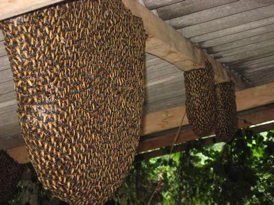 Ong thường sống thành đàn, nhiều nhất có khi tới 25.000 – 50.000 con, trong các tổ ở hốc cây, kẽ đã, bụi rậm, trong rừng, hoặc các tổ hòm cải tiến do người nuôi làm cho nó ở.