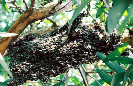 Ong thuộc bộ cánh màng, các loại ong hay đốt người là: ong mật (Apidae), ong bầu (Bombidae), ong bắp cày, ong vò vẽ, ong vàng (Vespidae ). Riêng ong vàng có thể tự nhiên đốt người, còn các loại ong khác chỉ đốt người khi tổ ong bị quấy rối.