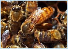 Khi bị ong đốt, thường thì chúng sẽ tiết chất độc, bỏ lại luôn phần vòi độc và một phần bụng của chúng. Vòi độc của ong nằm ở phần đuôi bụng chứ không phải nằm ở miệng như một số loài khác. Nhiễm độc do ong đốt là do bị nhiễm nọc độc của ong, nọc độc đến mức có thể gây tử vong cho nạn nhân.