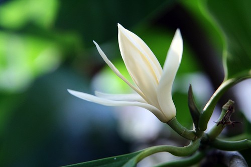 Hoa ngọc lan: Hoa ngọc lan chủ yếu dùng để uống trà, trà hoa ngọc lan có công dụng làm đẹp da, giúp quá trình trao đổi chất trong cơ thể được tốt hơn.