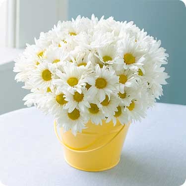 Hoa cúc trắng: Đây cũng là loại hoa dùng để pha trà rất tốt cho sức khỏe. trà này có công dụng làm nhuận da khiến da trở nên hồng hào và thanh nhiệt, giải độc.