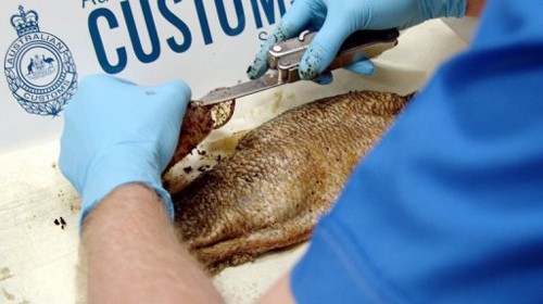 Hải quan Úc phát hiện ma túy trong một con cá ở Brisbane - Ảnh: AFP