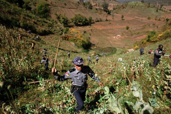 Cảnh sát và nông dân cùng đang dùng gậy và máy cắt cỏ để phá những cánh đồng thuốc phiện ở làng Tar-Pu thuộc tỉnh Shan hôm 27/1/2012. Myanmar đang phải rất nỗ lực để đảm bảo cuộc sống cho những nông dân trước kia vốn chỉ biết sống bằng nghề trồng thuốc phiện.