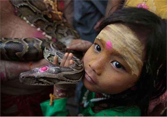 Cô bé đang chơi cùng chú trăn của mình trong lễ hội của người Hindu ở Yangon hôm 25/3/2012.