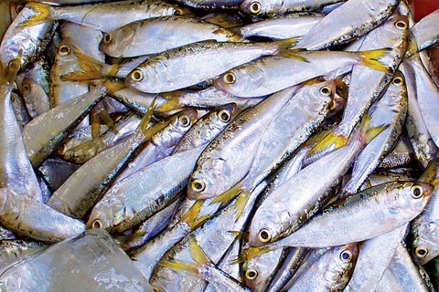 Cá mòi: Cá mòi là một trong những thực phẩm giàu dinh dưỡng nhất, chúng chứa một lượng lớn omega-3 giúp điều hòa cholesterol trong máu và cải thiện sức khỏe mạnh của máu.