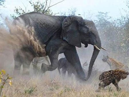 Với sự giận dữ điên cuồng, con voi mẹ nặng vài tấn đã quật vòi, đá chân, dẫm đạp lao vào giữa bầy linh cẩu hung hăng và khát máu để cứu voi con.