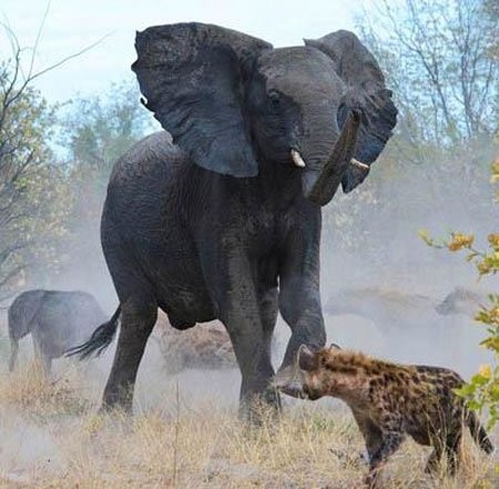 Những trận tấn công của linh cẩu cũng là những sự chống trả quyết liệt của voi mẹ, tung hoành trước sự đeo bám của những kẻ khét tiếng là tàn nhẫn trong việc săn mồi.