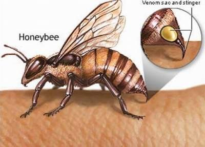 Nọc ong được chứa 2 tuyến nọc dẫn vào một kim chích sau đít ong.