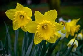 Hoa thủy tiên – Narcissus: Đây là loại cây có củ và hoa giống như cây thủy tiên quen thuộc ở nước ta, tuy nhiên nó không được trồng trong nước và đặc biệt là rất độc. Hoa và thân cây thì an toàn nhưng phần rễ củ thì rất nguy hiểm. Tinh chất chiết xuất từ củ Narcissus khi bôi lên các vết thương hở có thể làm tê liệt hệ thần kinh cũng như hệ tim mạch. Xem thêm: Phát hoảng với những thân hình "khủng" nhất thế giới do ăn nhiều / Những loại trái cây cực tốt cho “đấng mày râu”