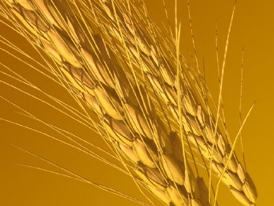 Ngũ cốc sẽ cung cấp lượng cácbon-hydrate phức cho cơ thể, đặc biệt là các loại ngũ cốc như: Hạt diệm mạch, hạt kê, rau dền, lúa mì spenta, hạt lúa mạch.
