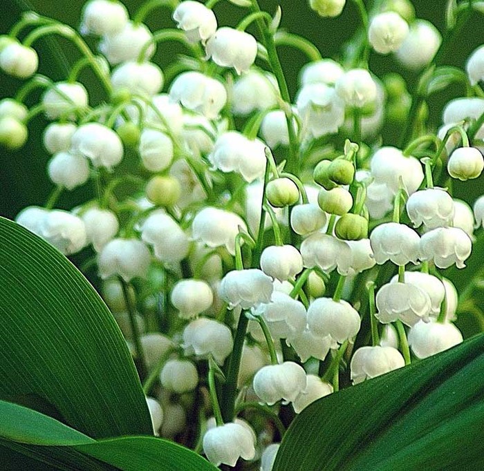 Lan chuông – Lily of the valley: Hoa lan chuông với những bông hoa trắng nhìn giống như những chiếc chuông bé xinh này là một loại hoa đẹp rất được ưa thích ở châu Âu. Hoa có hương thơm dịu dàng, dễ chịu. Xem thêm: 11 loại thảo dược dễ tìm giúp bạn có hơi thở thơm tho / Quả bơ và 10 tác dụng cực tốt cho sức khỏe có thể bạn chưa biêt?