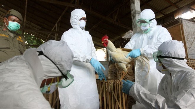 Giới chức y tế Indonesia chuẩn bị giết bỏ gà ở một khu chợ trên đảo Bali hôm 26-4-2012 sau khi một bé trai 8 tuổi ở đây chết vì virút H5N1 - Ảnh: AP